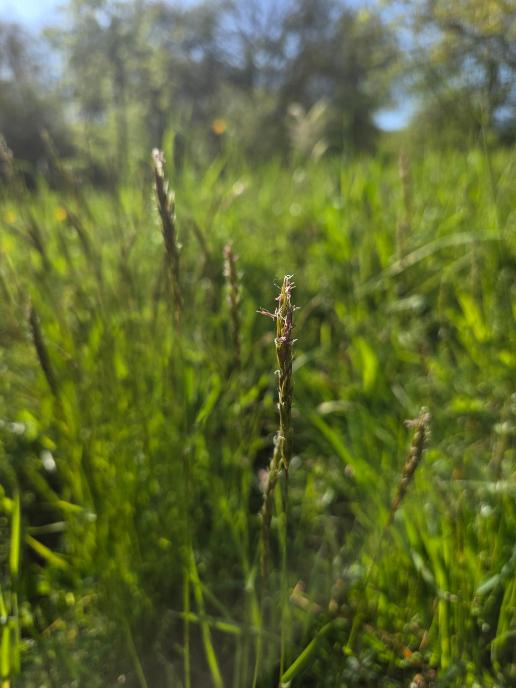 Anthoxanthum odoratum s. str. | Gewöhnliches Ruchgras Anthoxanthum odoratum s. str. | Gewöhnliches Ruchgras