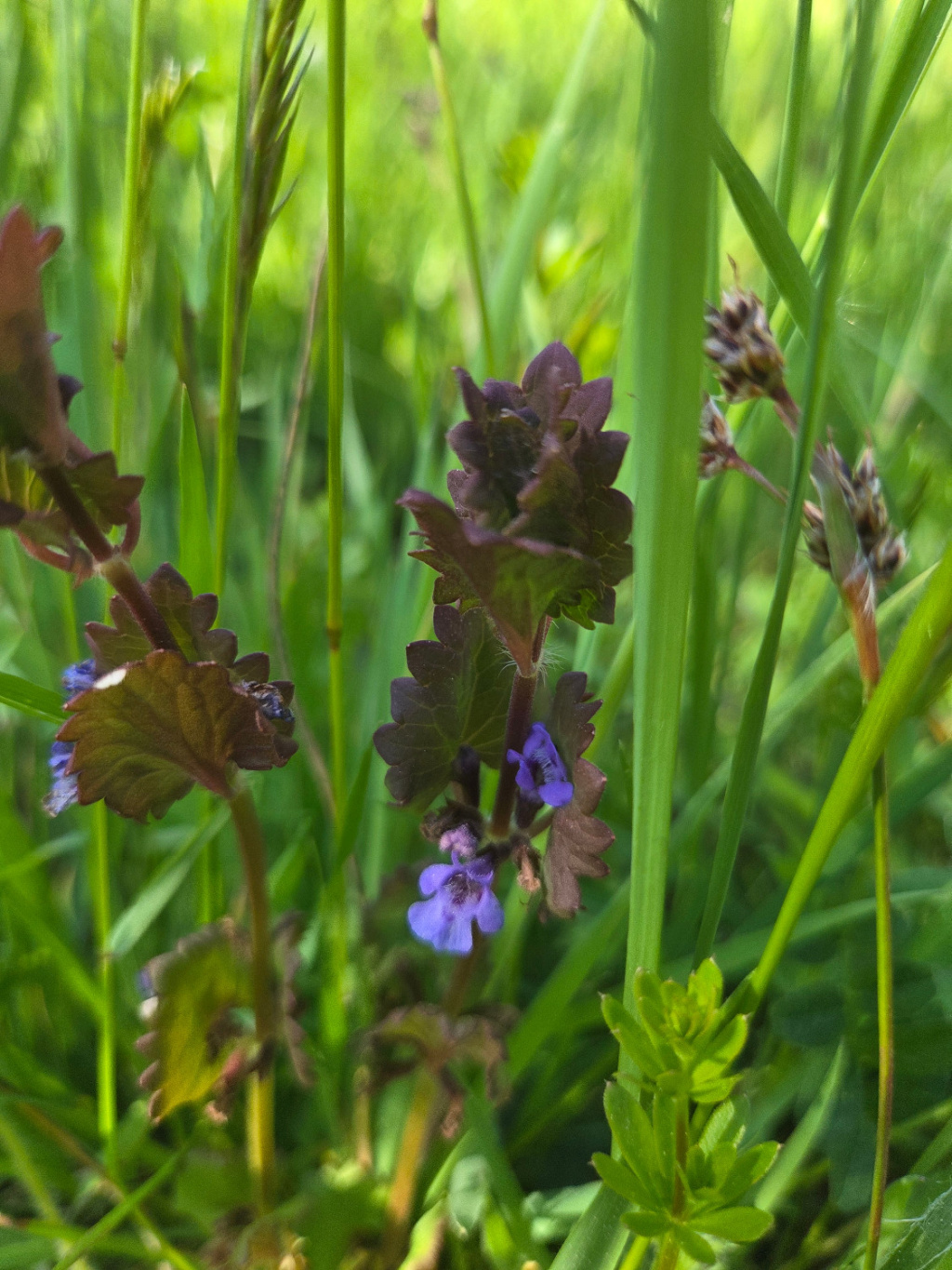 Glechoma hederacea | Gewöhnlicher Gundermann Glechoma hederacea | Gewöhnlicher Gundermann