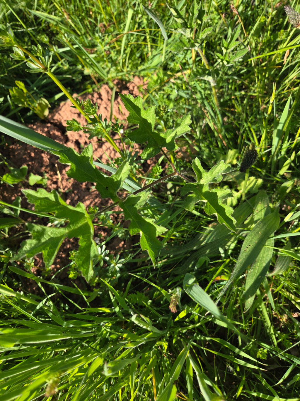 Heracleum sphondylium subsp. sphondylium Heracleum sphondylium subsp. sphondylium