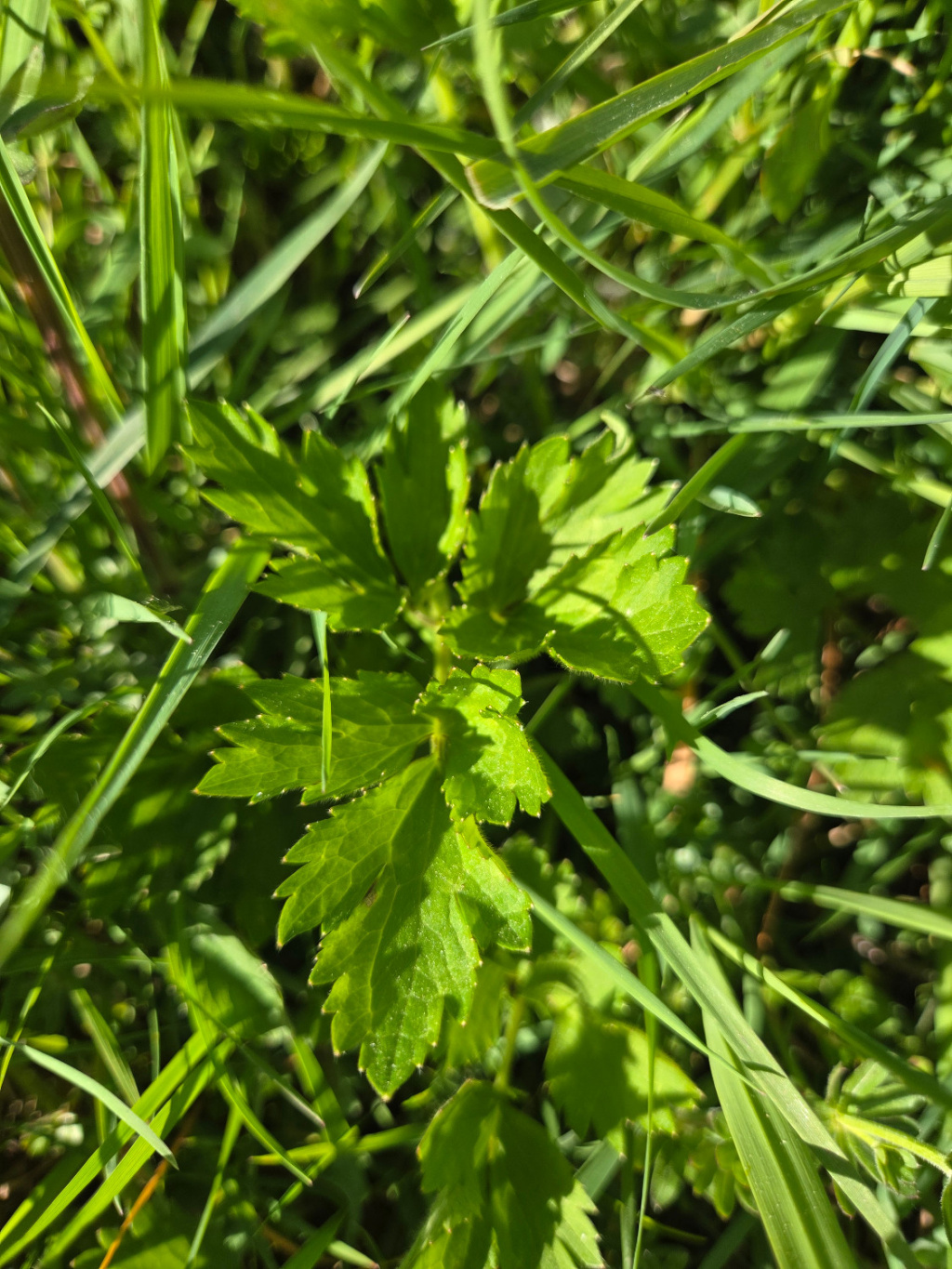 Ranunculus repens | Kriechender Hahnenfuß Ranunculus repens | Kriechender Hahnenfuß