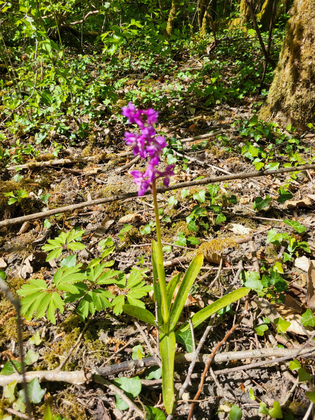 Orchis mascula subsp. mascula Orchis mascula subsp. mascula