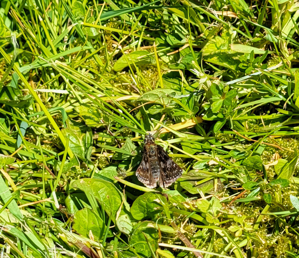 Erynnis tages | Dunkler Dickkopffalter Erynnis tages | Dunkler Dickkopffalter