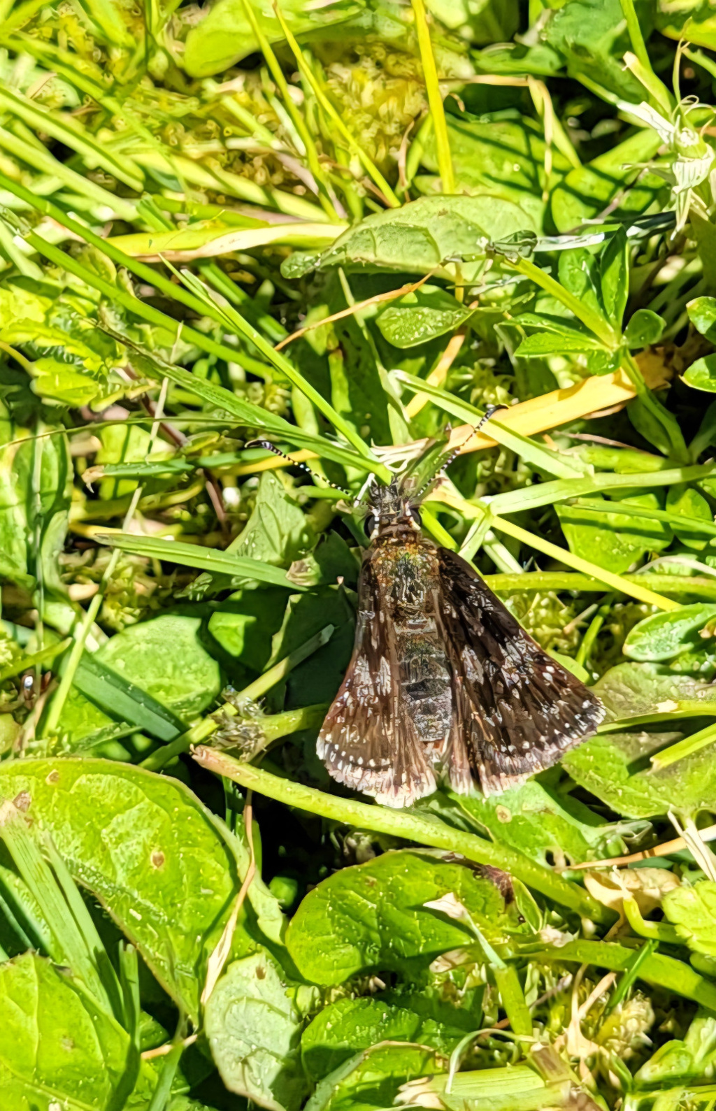 Erynnis tages | Dunkler Dickkopffalter Erynnis tages | Dunkler Dickkopffalter