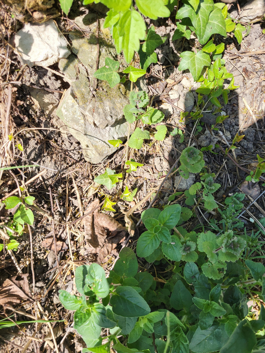 Lacerta agilis | Zauneidechse Lacerta agilis | Zauneidechse