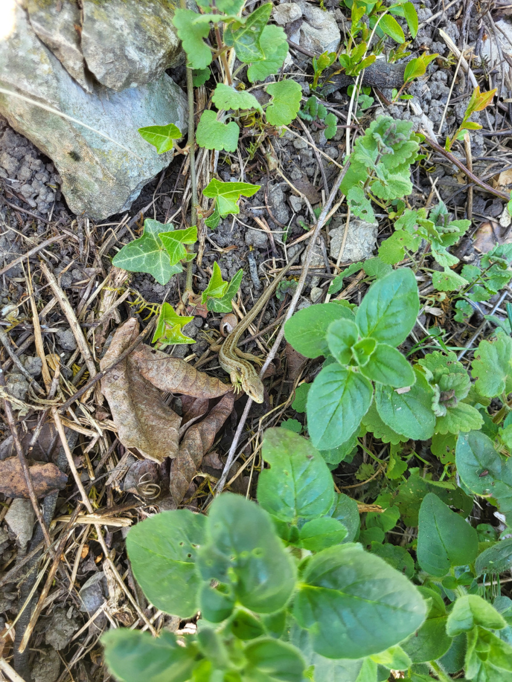 Lacerta agilis | Zauneidechse Lacerta agilis | Zauneidechse