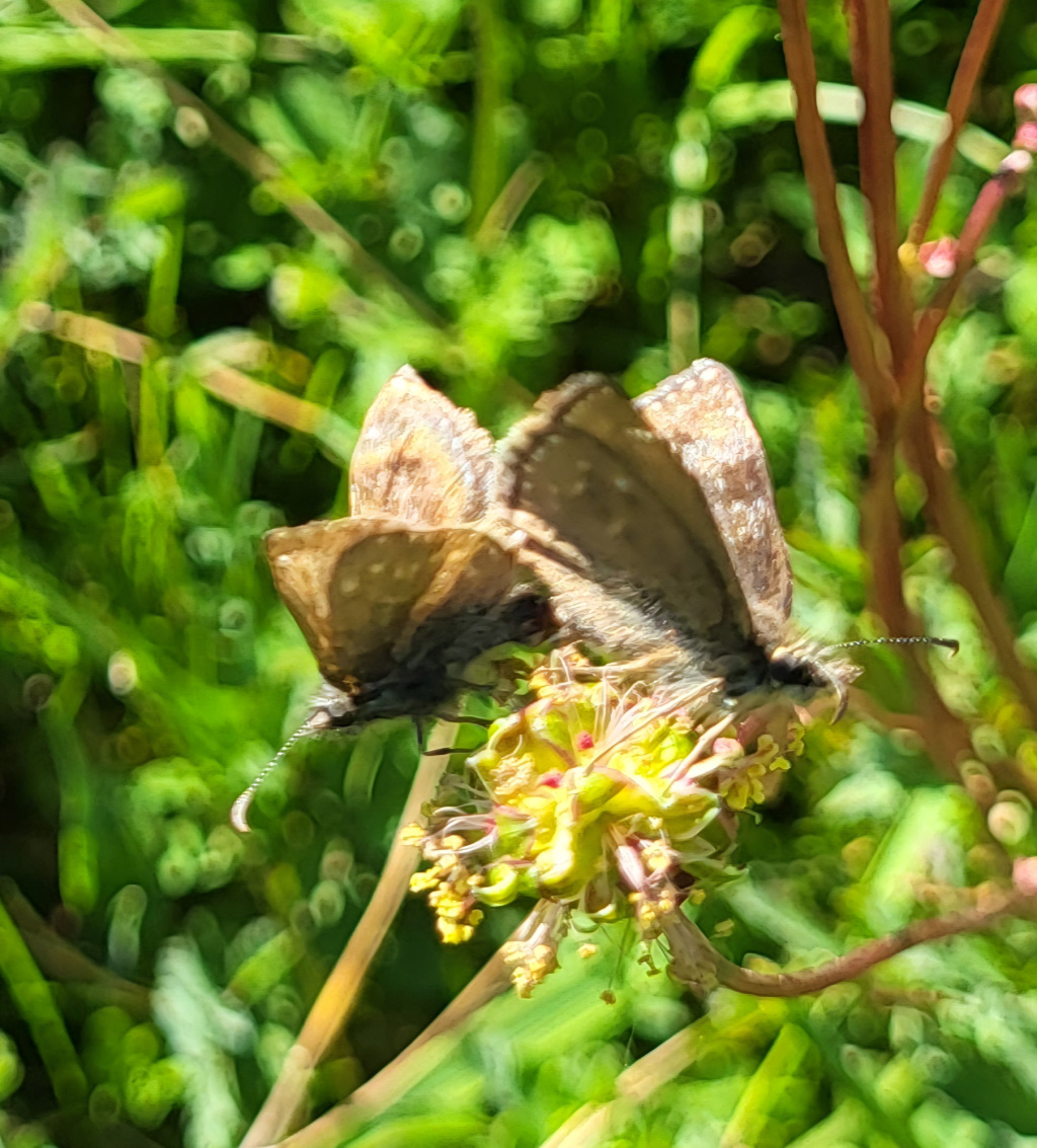 Erynnis tages | Dunkler Dickkopffalter Erynnis tages | Dunkler Dickkopffalter