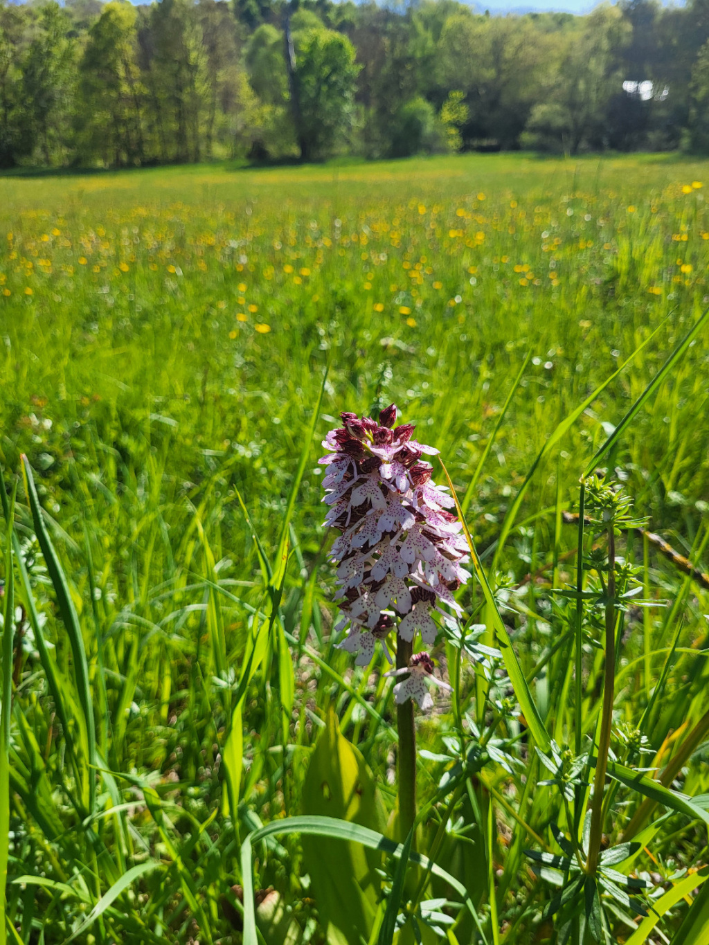 Orchis purpurea | Purpur-Knabenkraut Orchis purpurea | Purpur-Knabenkraut