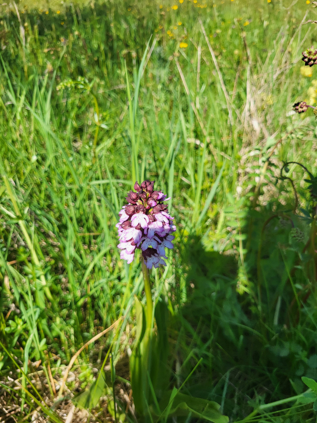 Orchis purpurea | Purpur-Knabenkraut Orchis purpurea | Purpur-Knabenkraut