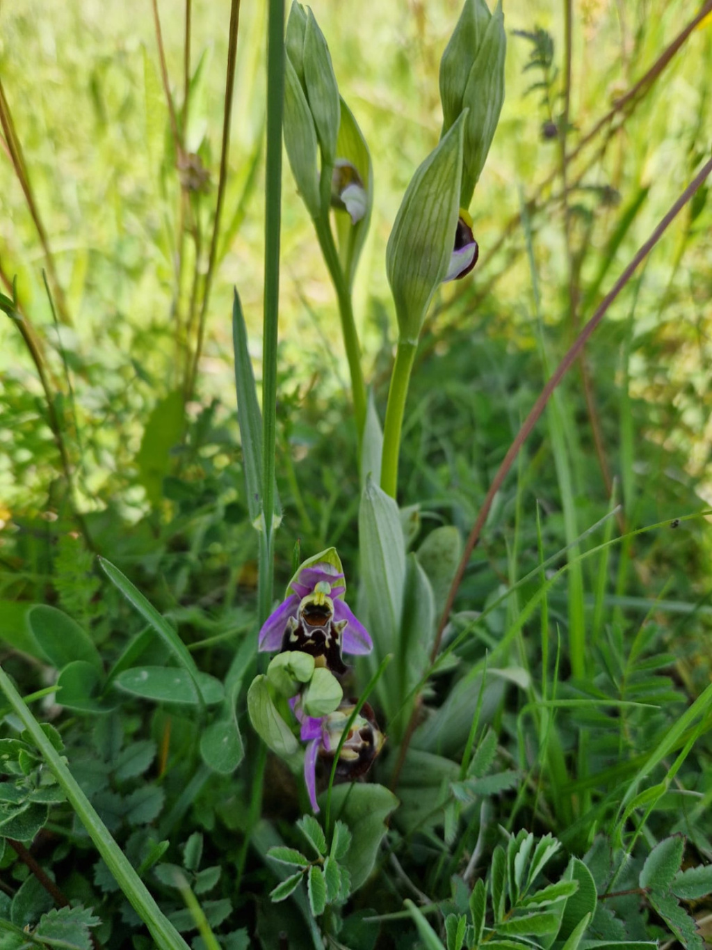 Ophrys holoserica subsp. holoserica Ophrys holoserica subsp. holoserica