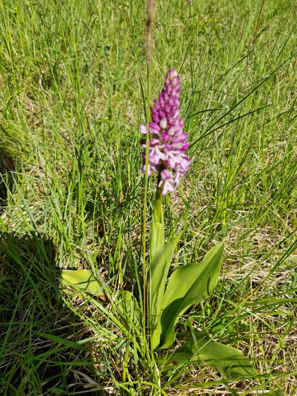 Orchis militaris | Helm-Knabenkraut Orchis militaris | Helm-Knabenkraut