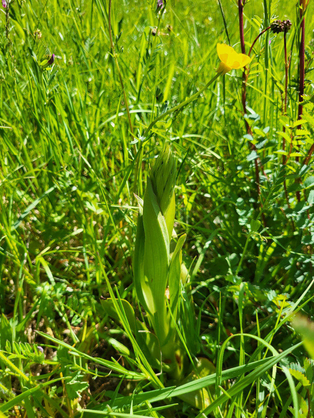 Himantoglossum hircinum | Bocks-Riemenzunge Himantoglossum hircinum | Bocks-Riemenzunge