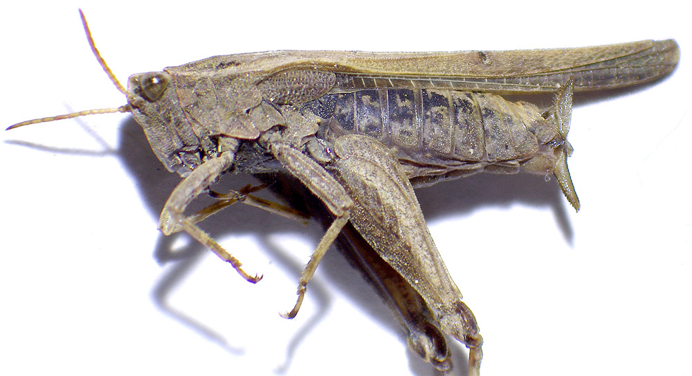 Tetrix subulata | Säbel-Dornschrecke Tetrix subulata | Säbel-Dornschrecke