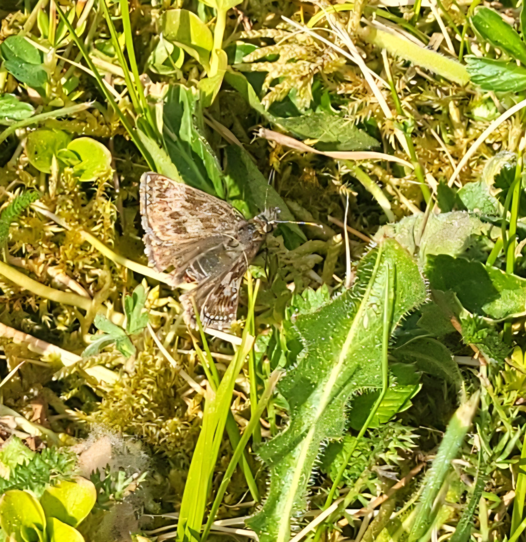 Erynnis tages | Dunkler Dickkopffalter Erynnis tages | Dunkler Dickkopffalter
