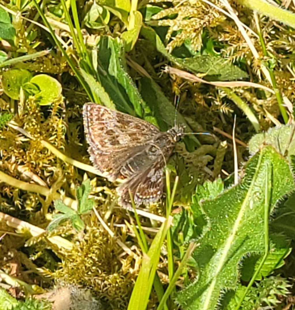 Erynnis tages | Dunkler Dickkopffalter Erynnis tages | Dunkler Dickkopffalter