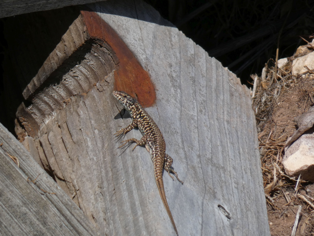 Podarcis muralis | Mauereidechse Podarcis muralis | Mauereidechse