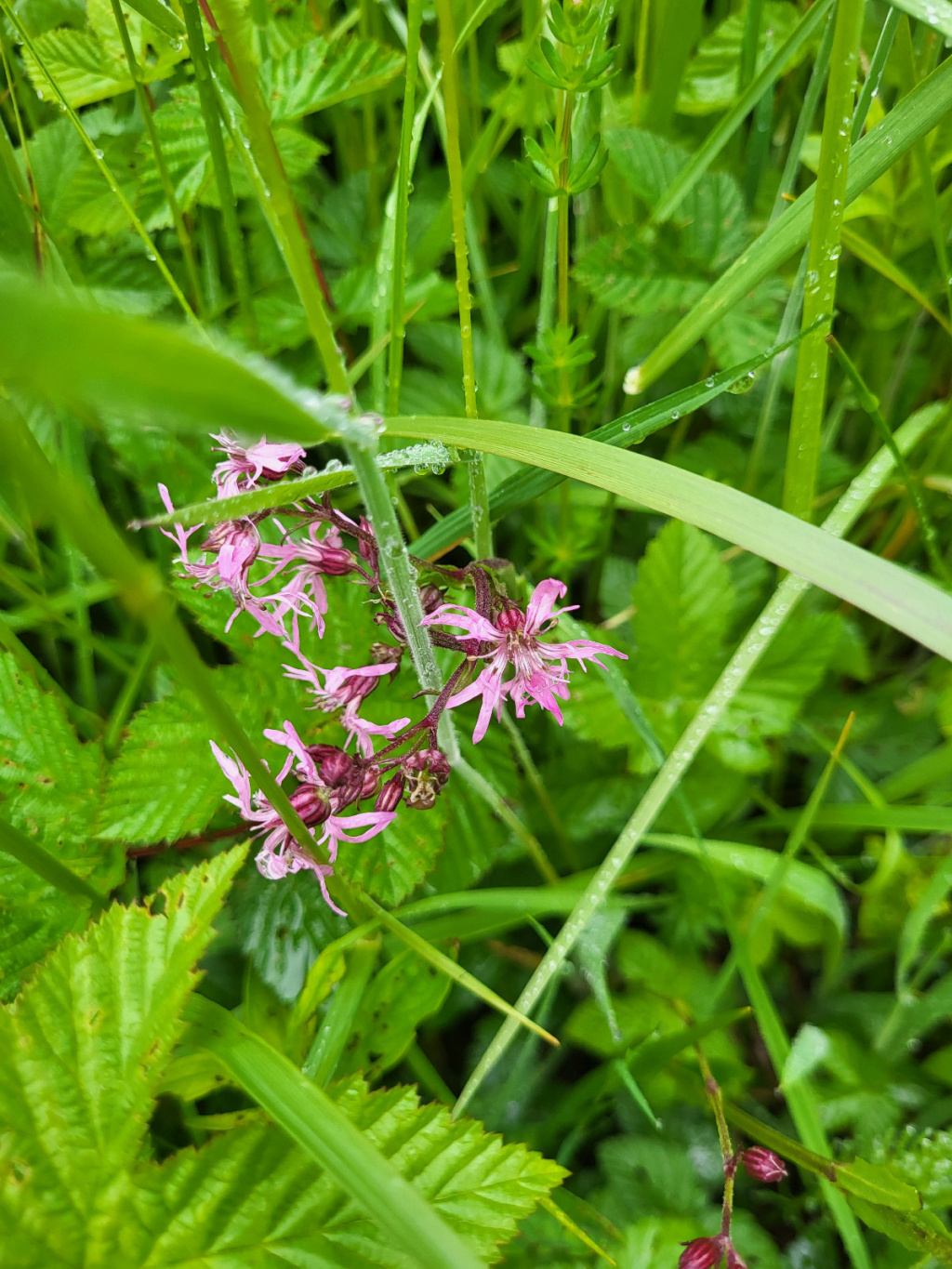 Lychnis flos-cuculi subsp. flos-cuculi | Kuckucks-Lichtnelke Lychnis flos-cuculi subsp. flos-cuculi | Kuckucks-Lichtnelke