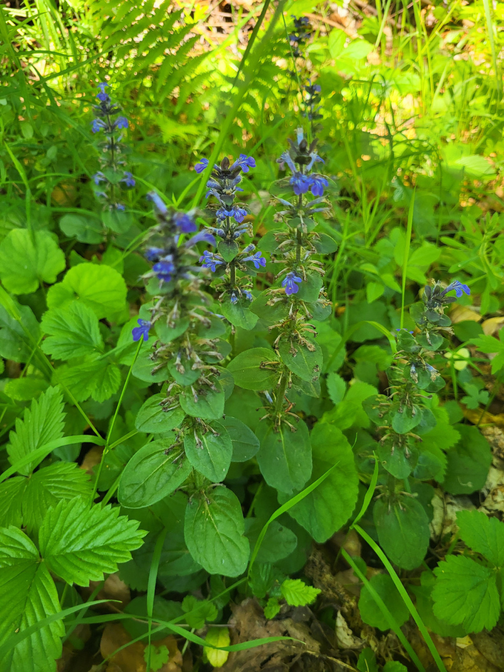 Ajuga reptans | Kriech-Günsel Ajuga reptans | Kriech-Günsel