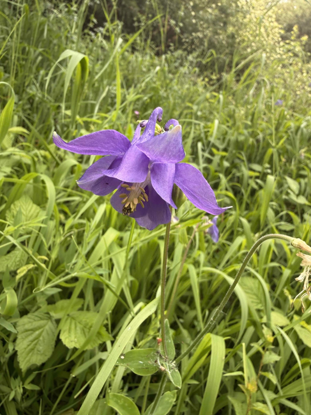 Aquilegia vulgaris s. str. | Gewöhnliche Akelei Aquilegia vulgaris s. str. | Gewöhnliche Akelei