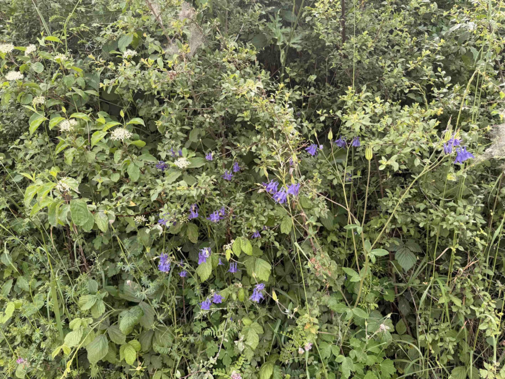 Aquilegia vulgaris s. str. | Gewöhnliche Akelei Aquilegia vulgaris s. str. | Gewöhnliche Akelei