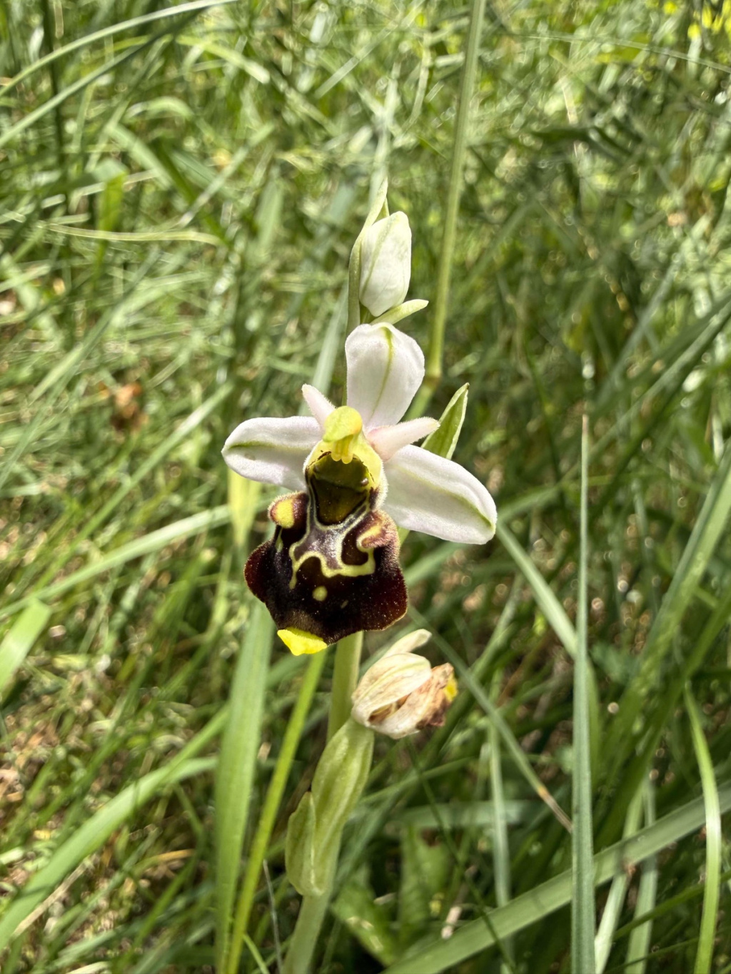 Ophrys holoserica subsp. holoserica Ophrys holoserica subsp. holoserica