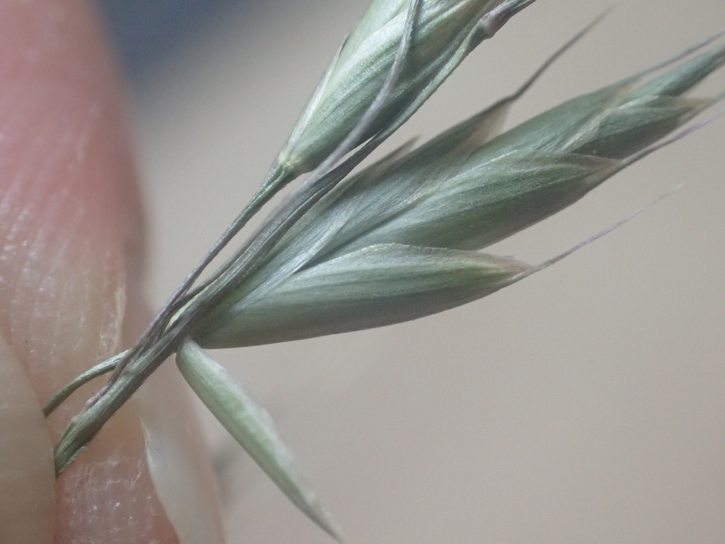 Bromus commutatus | Verwechselte Trespe Bromus commutatus | Verwechselte Trespe