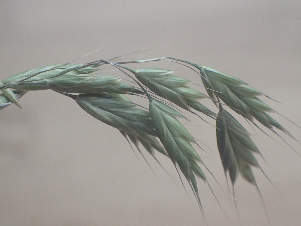 Bromus commutatus | Verwechselte Trespe Bromus commutatus | Verwechselte Trespe