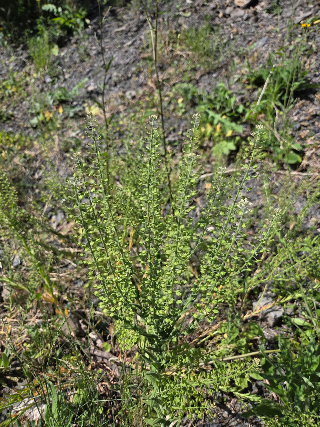 Lepidium campestre | Feld-Kresse Lepidium campestre | Feld-Kresse
