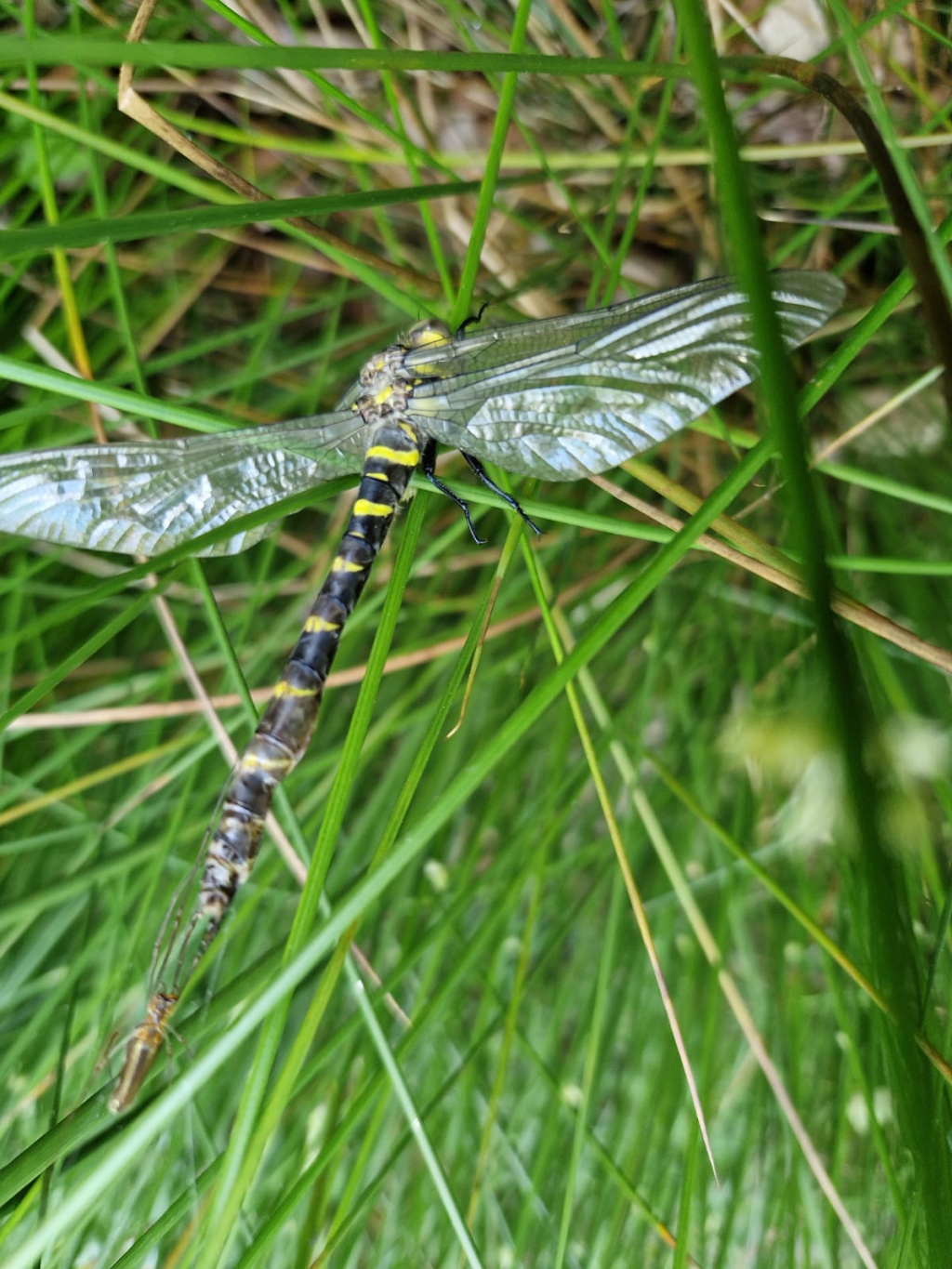Cordulegaster bidentata | Gestreifte Quelljungfer Cordulegaster bidentata | Gestreifte Quelljungfer