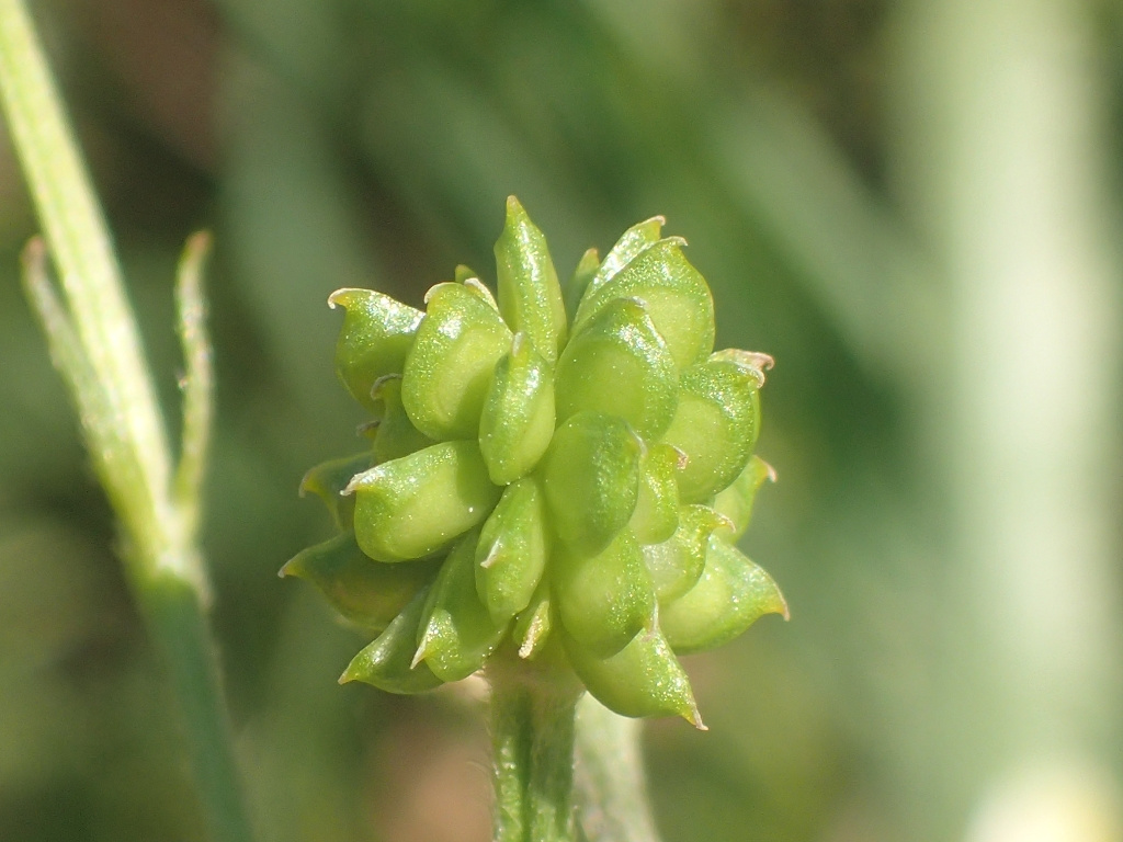 Ranunculus polyanthemos subsp. polyanthemoides Ranunculus polyanthemos subsp. polyanthemoides