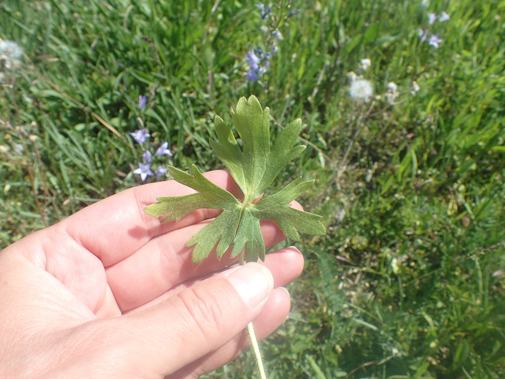 Ranunculus polyanthemos subsp. polyanthemoides Ranunculus polyanthemos subsp. polyanthemoides