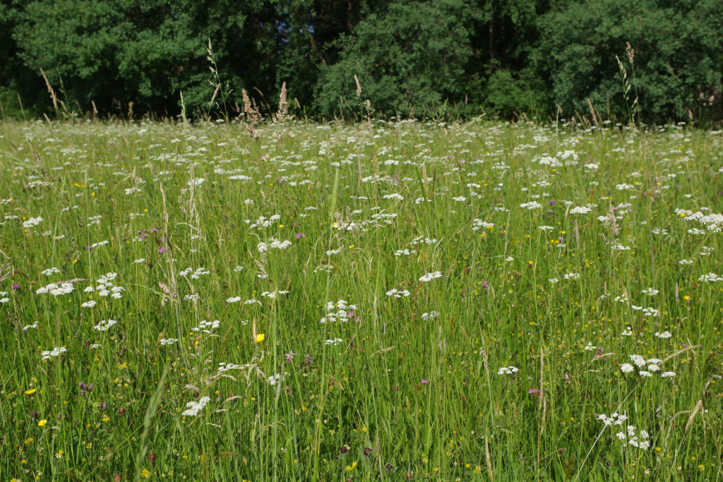 Oenanthe peucedanifolia | Haarstrang-Pferdesaat Oenanthe peucedanifolia | Haarstrang-Pferdesaat