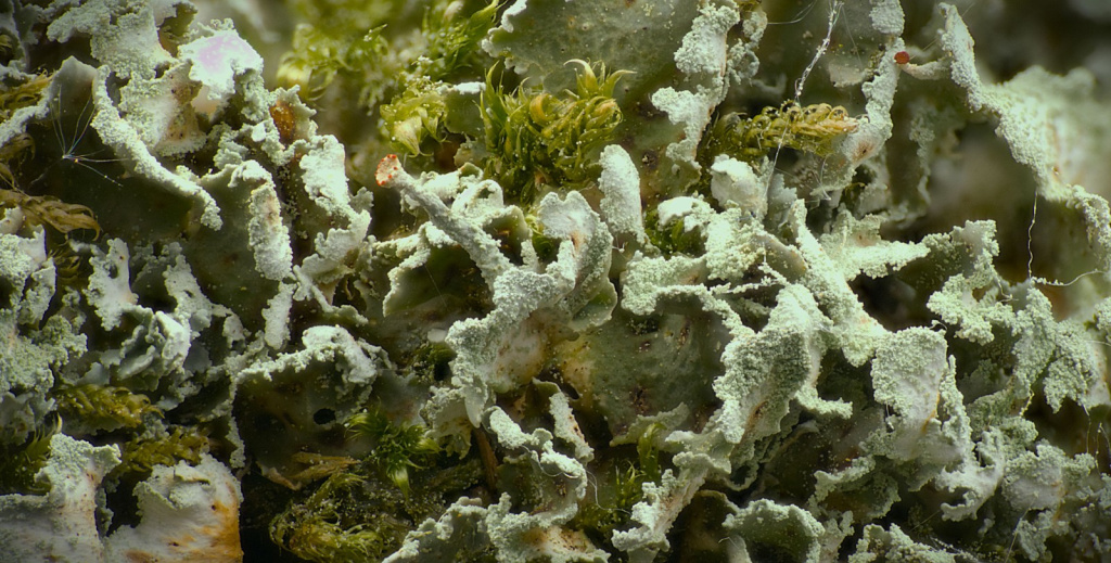 Cladonia digitata Cladonia digitata