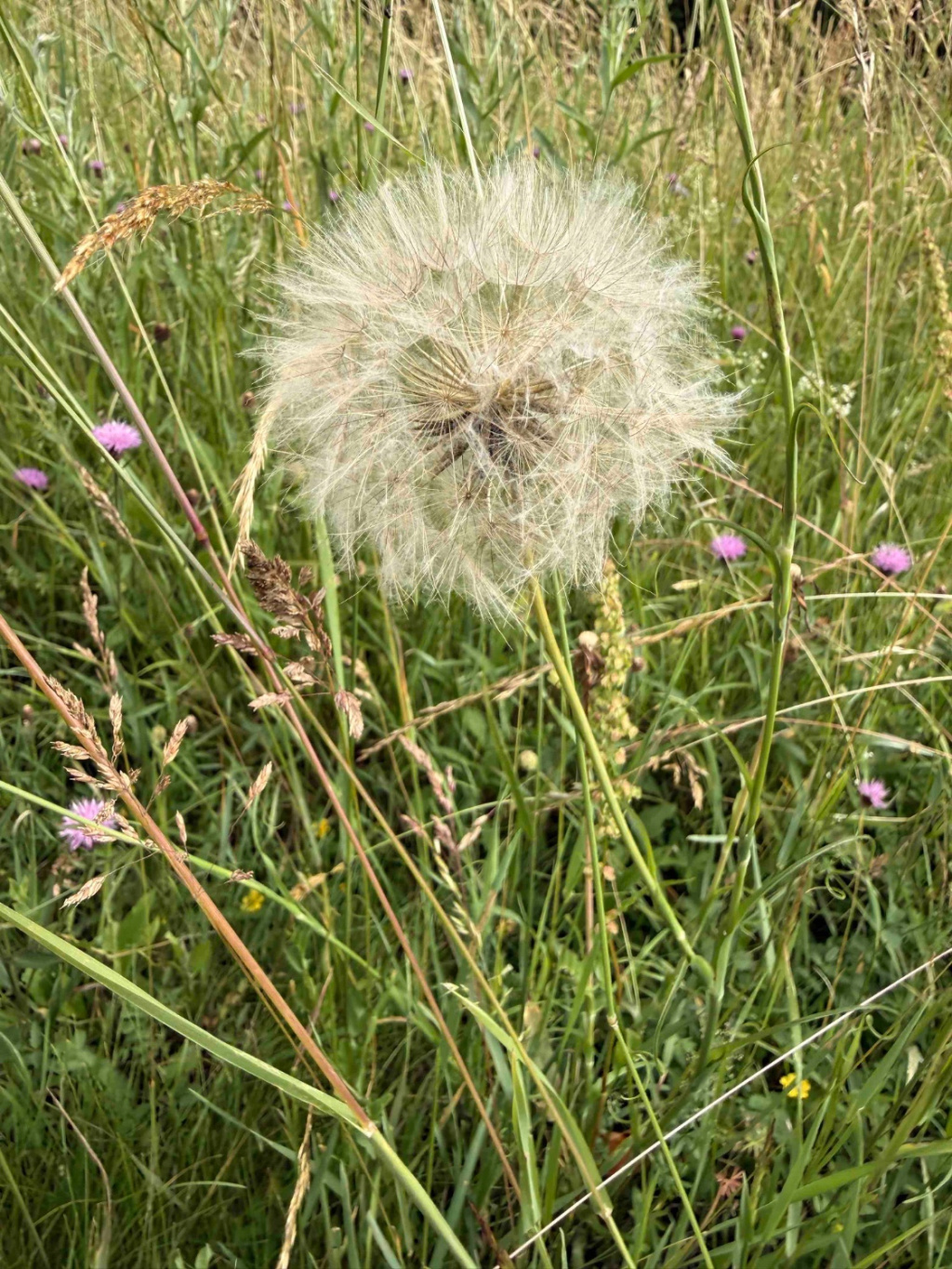 Tragopogon pratensis s. l. | Wiesen-Bocksbart (i. w. S.) Tragopogon pratensis s. l. | Wiesen-Bocksbart (i. w. S.)