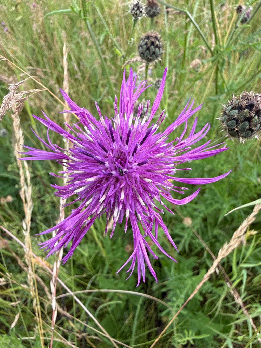 Centaurea scabiosa subsp. scabiosa Centaurea scabiosa subsp. scabiosa