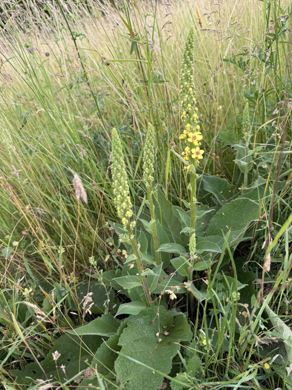Verbascum nigrum subsp. nigrum | Schwarze Königskerze Verbascum nigrum subsp. nigrum | Schwarze Königskerze