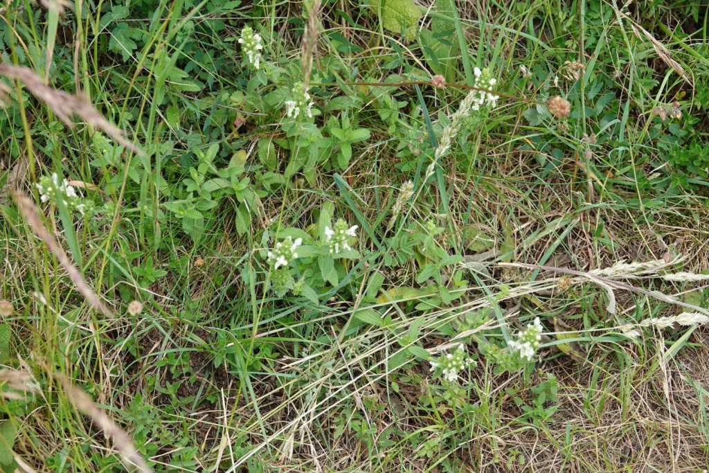 Stachys recta subsp. recta | Aufrechter Ziest Stachys recta subsp. recta | Aufrechter Ziest