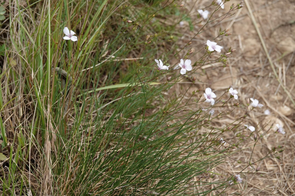 Linum tenuifolium | Schmalblättriger Lein Linum tenuifolium | Schmalblättriger Lein