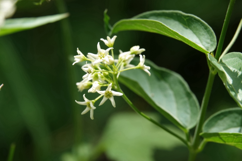 Vincetoxicum hirundinaria subsp. hirundinaria | Weiße Schwalbenwurz Vincetoxicum hirundinaria subsp. hirundinaria | Weiße Schwalbenwurz