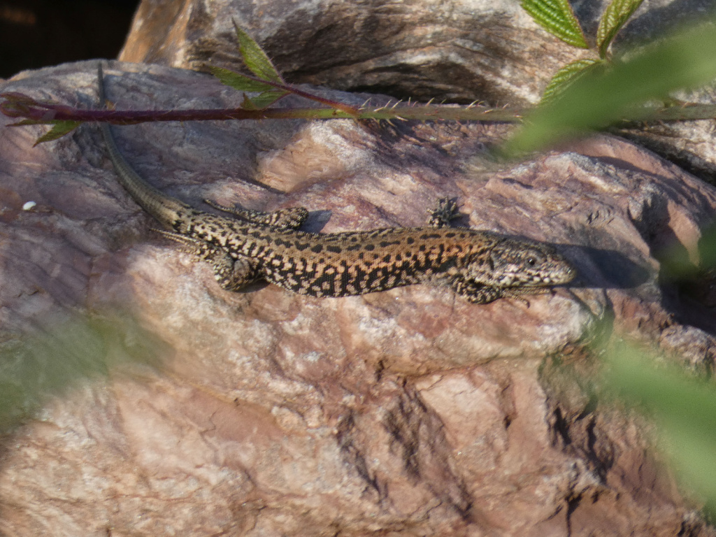 Podarcis muralis | Mauereidechse Podarcis muralis | Mauereidechse