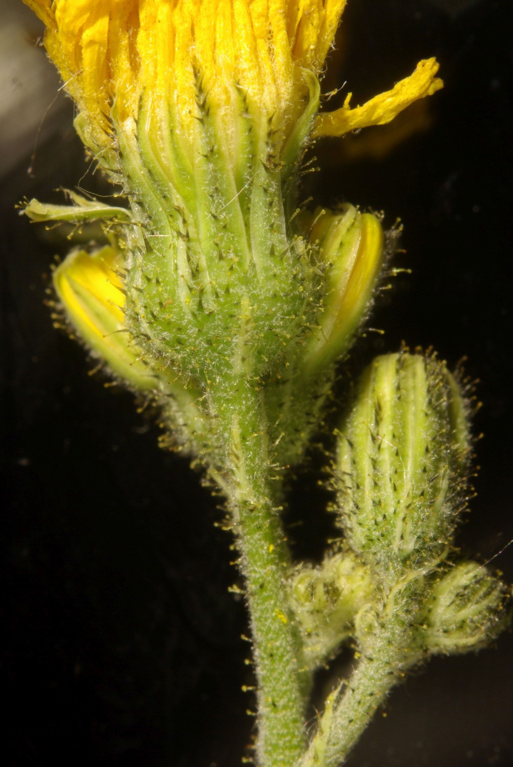 Hieracium piloselloides | Florentiner Habichtskraut Hieracium piloselloides | Florentiner Habichtskraut