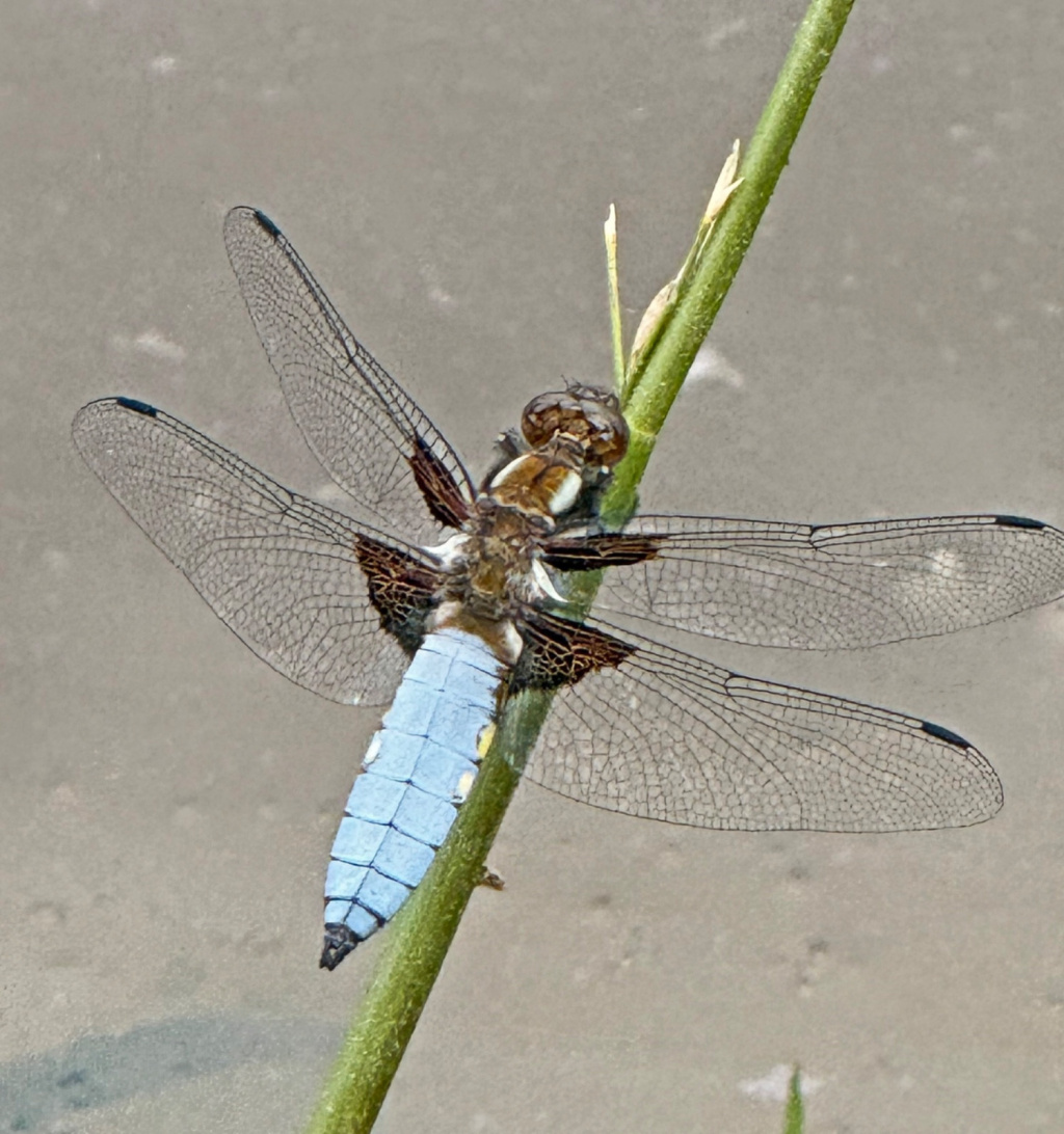 Libellula depressa | Plattbauch Libellula depressa | Plattbauch