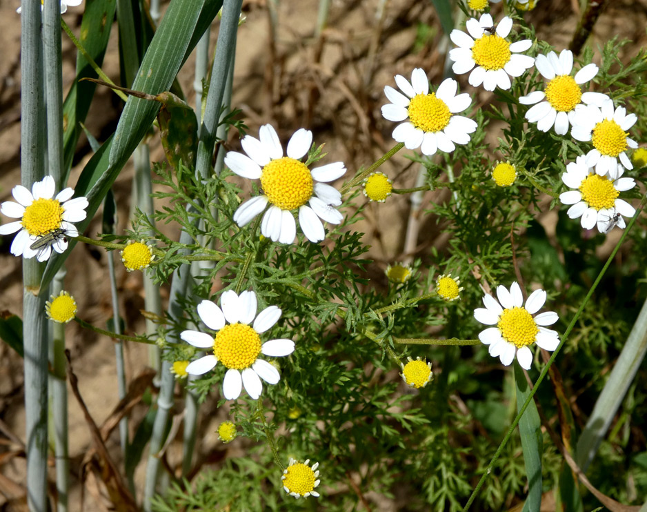 Anthemis cotula | Stink-Hundskamille Anthemis cotula | Stink-Hundskamille