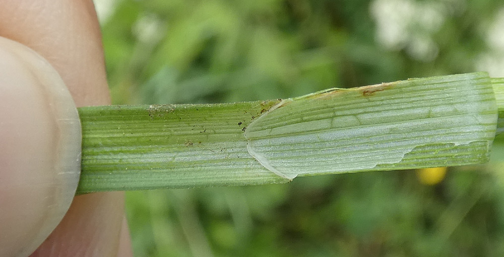 Carex polyphylla | Leers-Segge Carex polyphylla | Leers-Segge