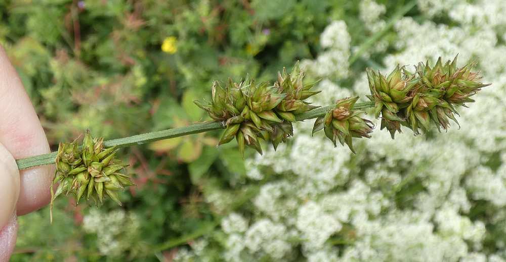 Carex polyphylla | Leers-Segge Carex polyphylla | Leers-Segge