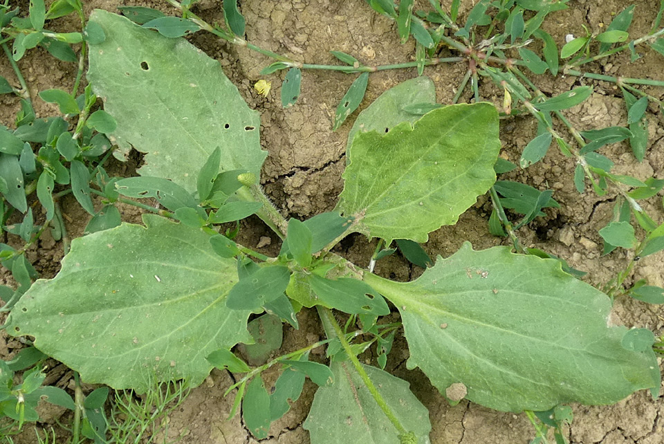 Plantago uliginosa | Kleiner Wegerich Plantago uliginosa | Kleiner Wegerich