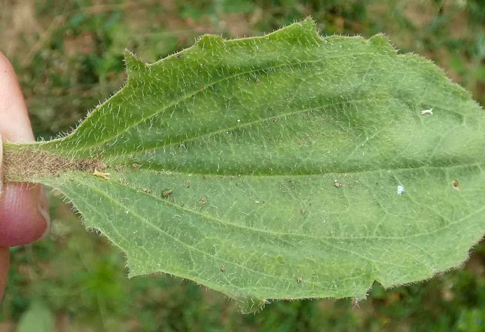 Plantago uliginosa | Kleiner Wegerich Plantago uliginosa | Kleiner Wegerich