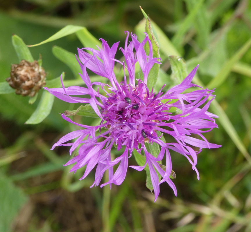 Centaurea jacea s. str. Centaurea jacea s. str.