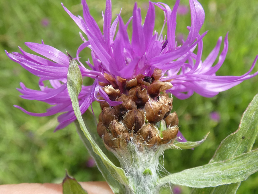 Centaurea jacea s. str. Centaurea jacea s. str.