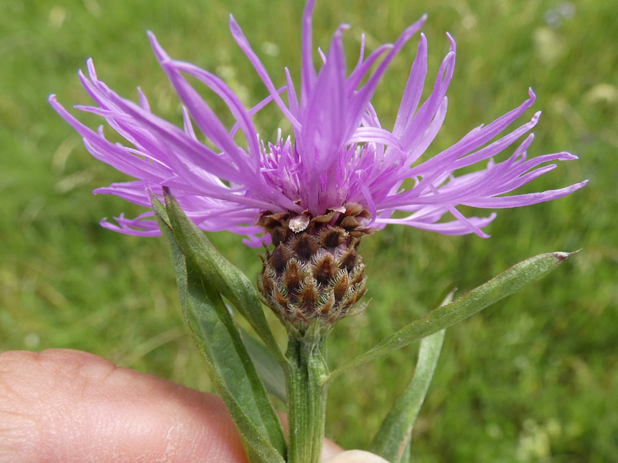 Centaurea jacea agg. | Wiesen-Flockenblume (Artengruppe) Centaurea jacea agg. | Wiesen-Flockenblume (Artengruppe)