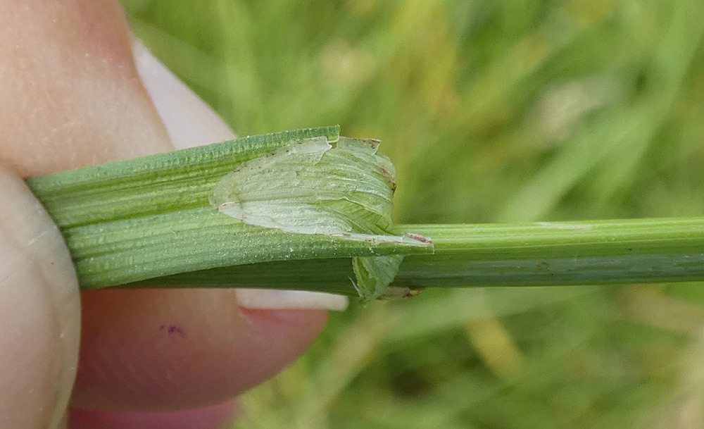 Carex spicata | Dichtährige Segge Carex spicata | Dichtährige Segge